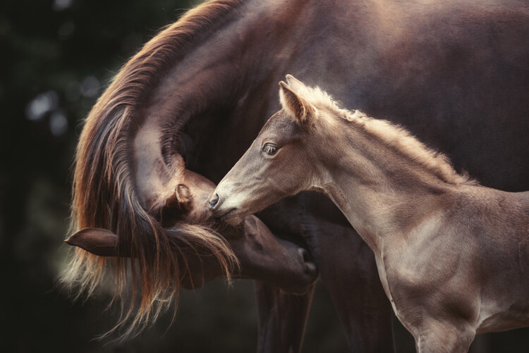 Levně Plakát, Obraz - The Bond, Heike Willers, 40 × 26.7 cm