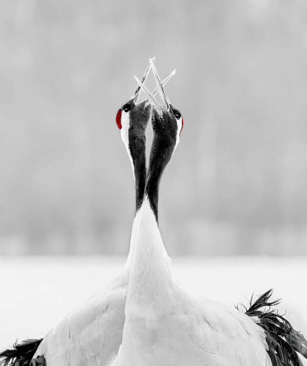 Canvas Print sing for morning