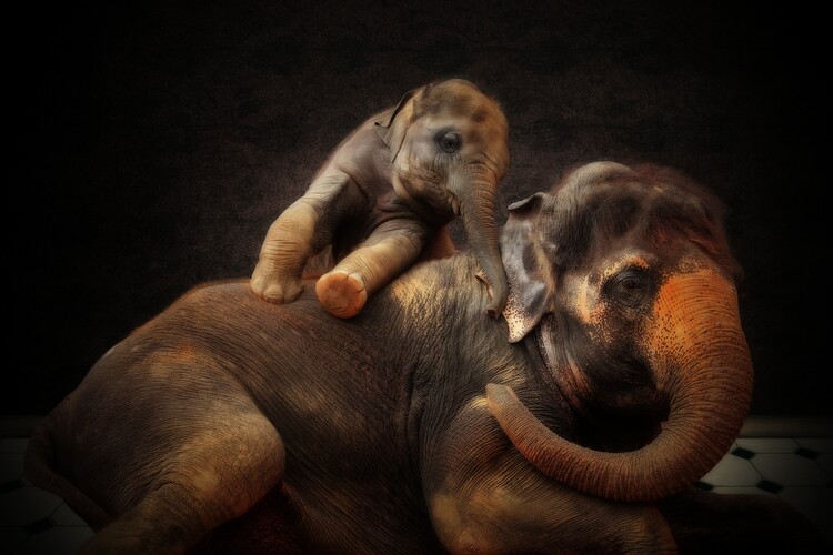 Canvas Print LOVING BOND