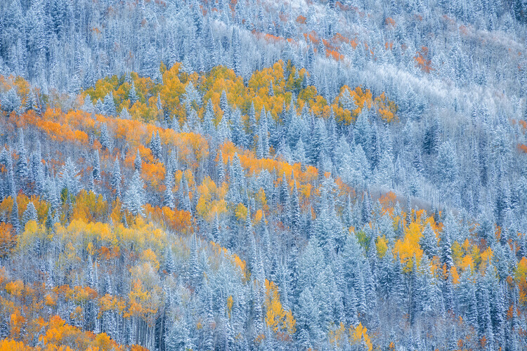 Levně Plakát, Obraz - Transition of Seasons, Mei Xu, 40 × 26.7 cm