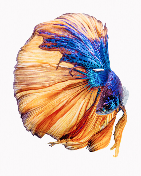 Poster Yellow a Blue