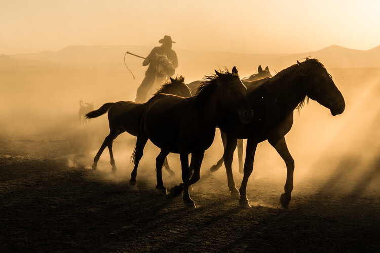 Levně Plakát, Obraz - Run between horses, Corinne Spector, 40 × 26.7 cm