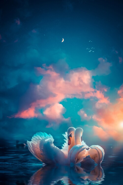 Plagát Couple of white swans in love