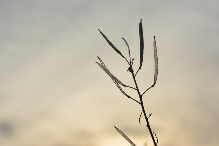 Плакат Tiny Plant