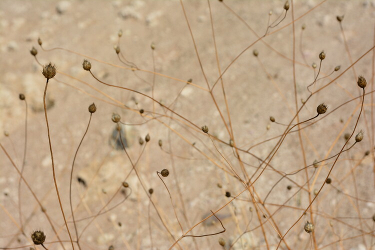 Плакат Nature Network
