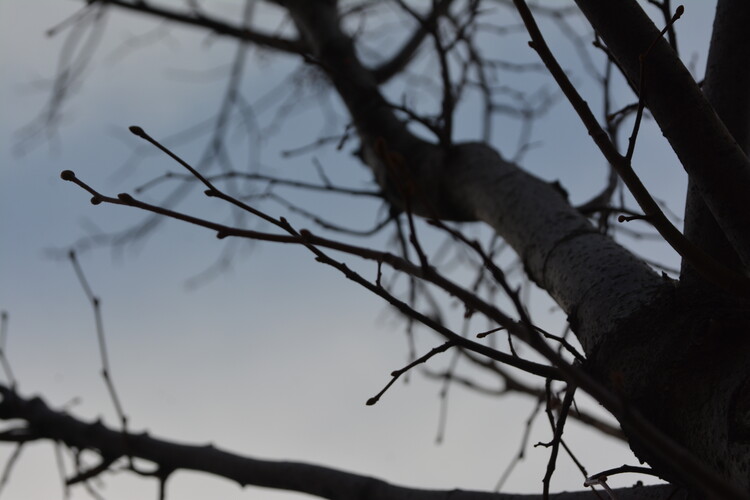 Плакат Branches