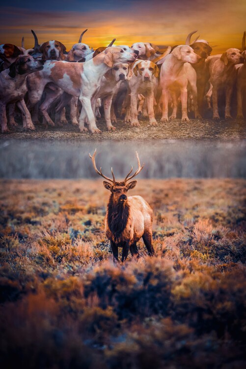 Plagát Hunting dogs and deer wild life