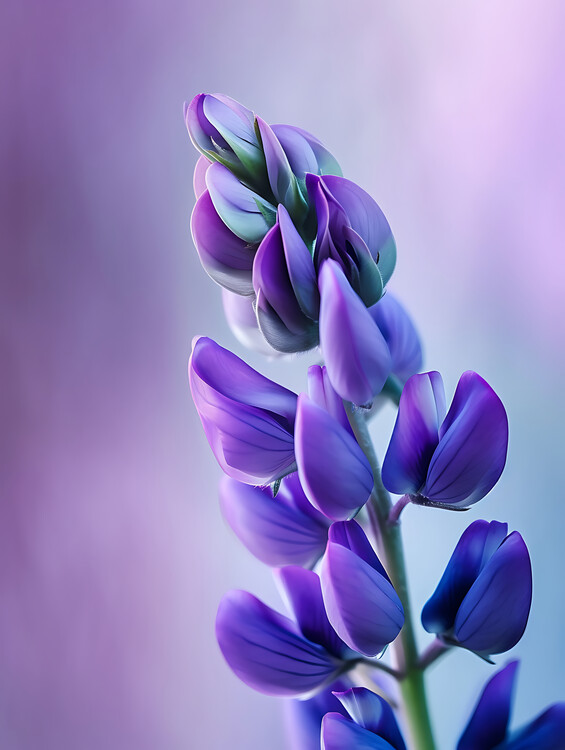 Poster Beautiful purple flower lupine