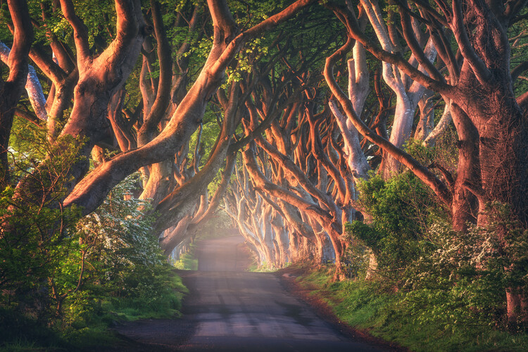 Poster A golden forest road in Northern Ireland