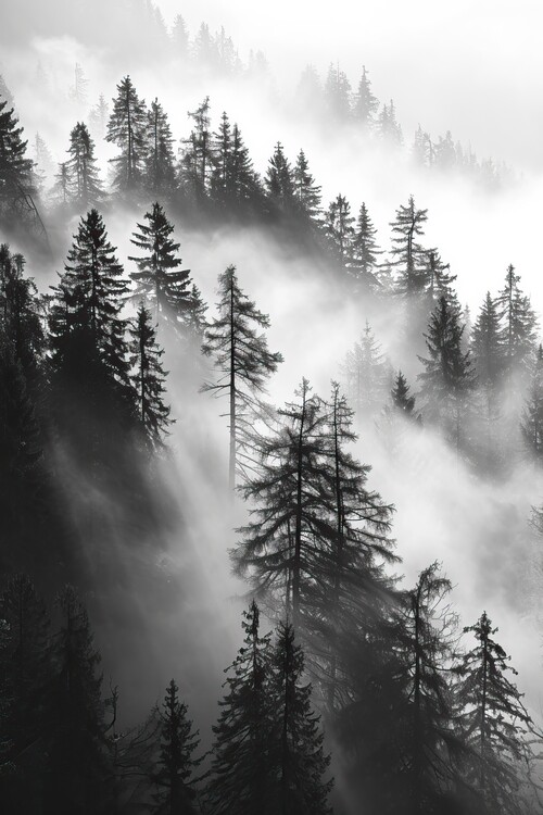 Poster Mountainous landscape with fir trees in fog