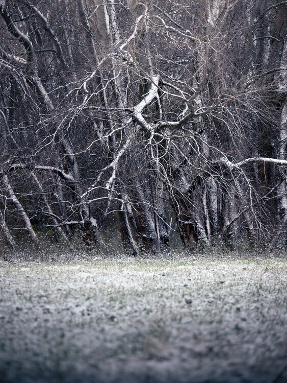 Poster Majestic Tree