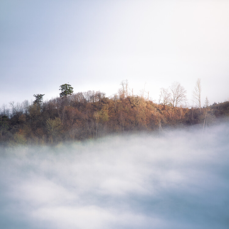 Poster Trees in Clouds