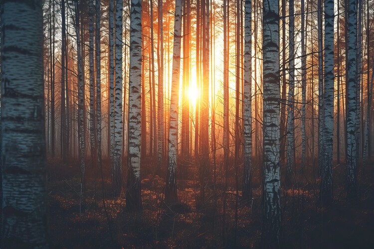 Poster Landscape of a forest at sunset
