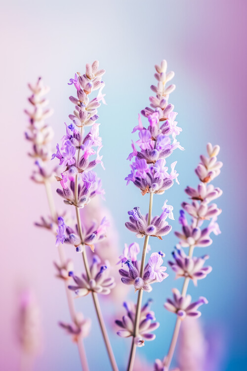Poster Lavender