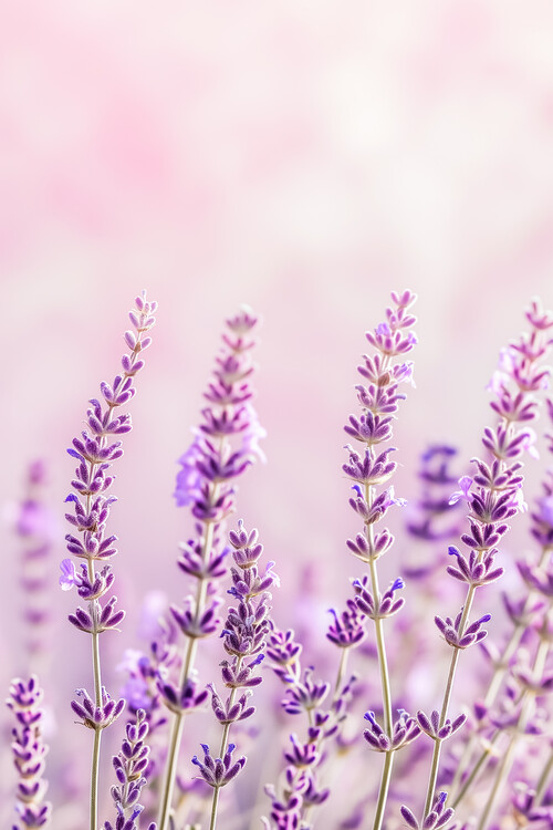 Poster Lavender Love