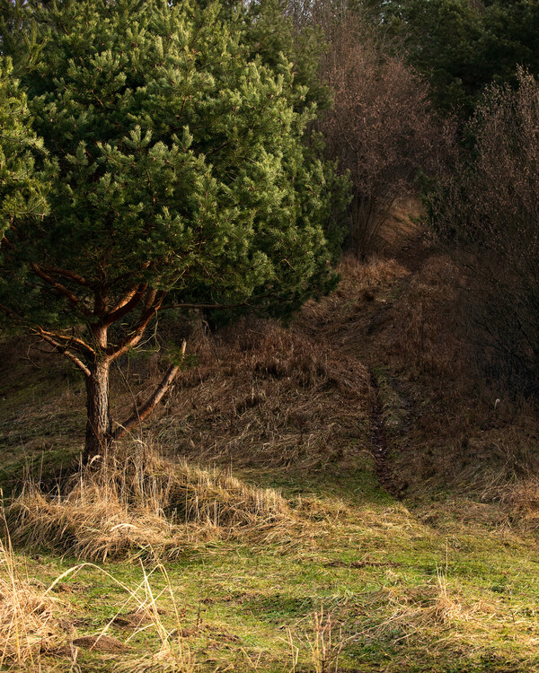 Poster Tree in sunrise