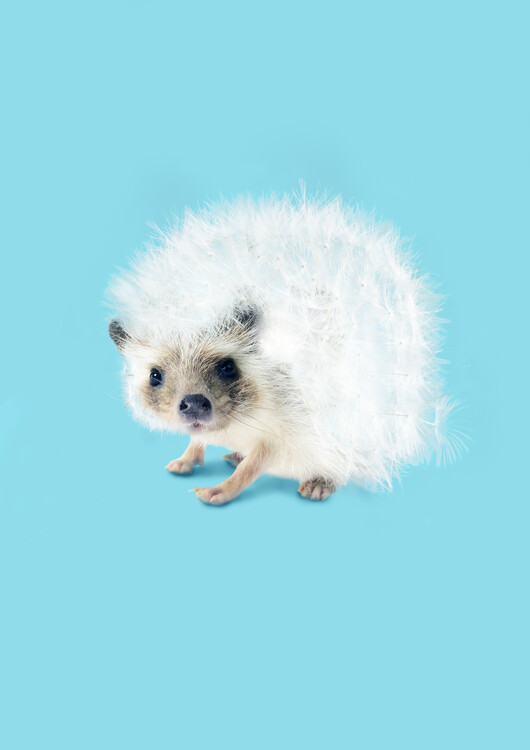 Poster Prickly Like Dandelion