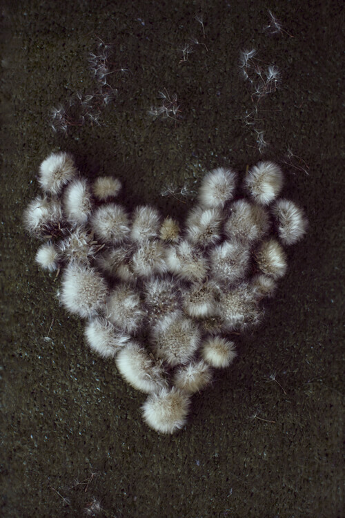 Плакат Dandelion heart