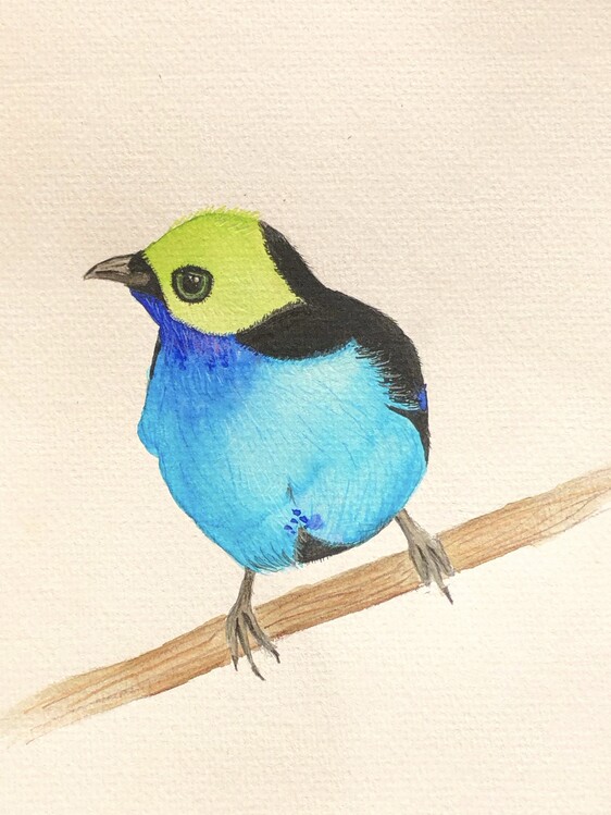 Плакат Paradise tanager