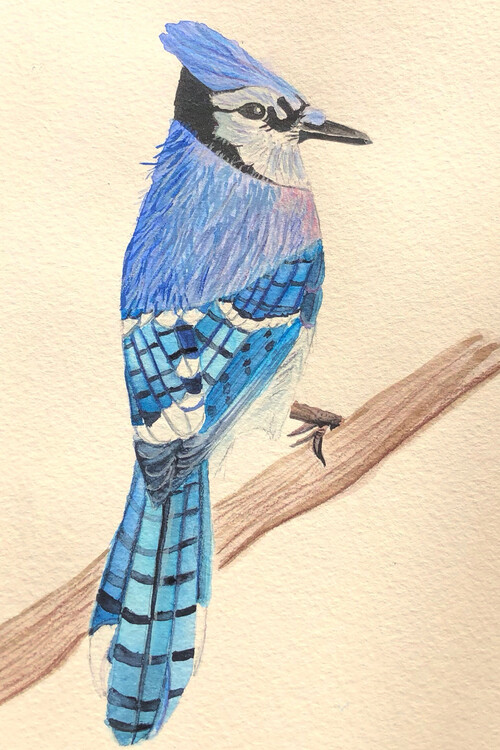 Плакат Blue jay