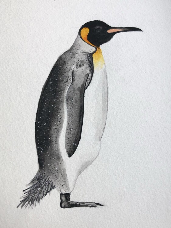 Bild auf Leinwand Penguin