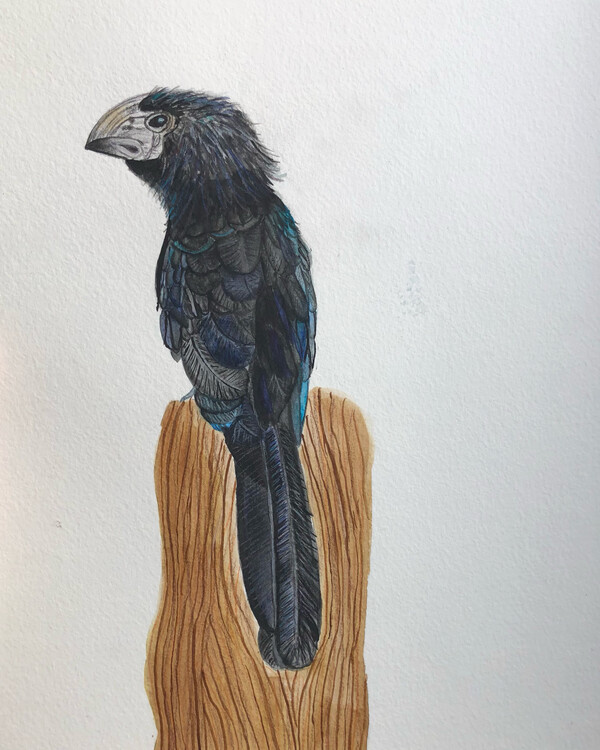 Плакат Groove billed ani