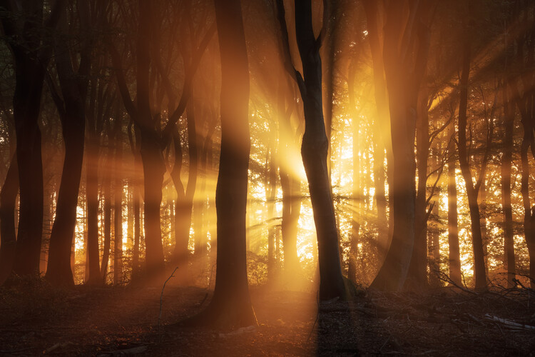 Poster Sunrays in a Dutch forest