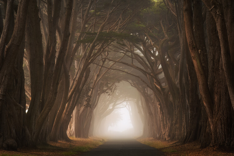 Poster Cypress tree tunnel in California