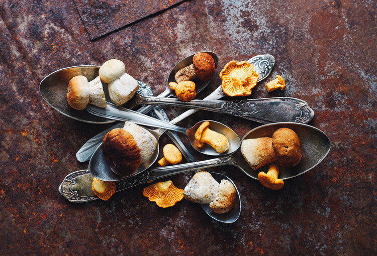 Levně Plakát, Obraz - SpoonsaWild mushrooms, Aleksandrova Karina, 40 × 26.7 cm