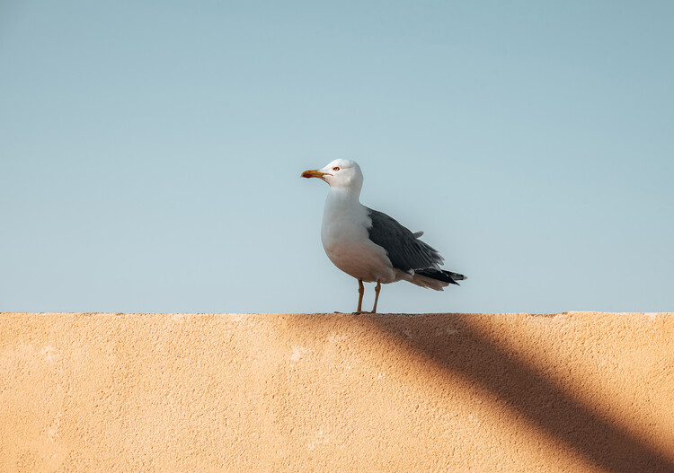Poster Play Of Shadows