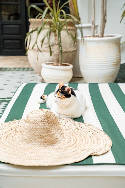 Плакат Cat in Marrakech