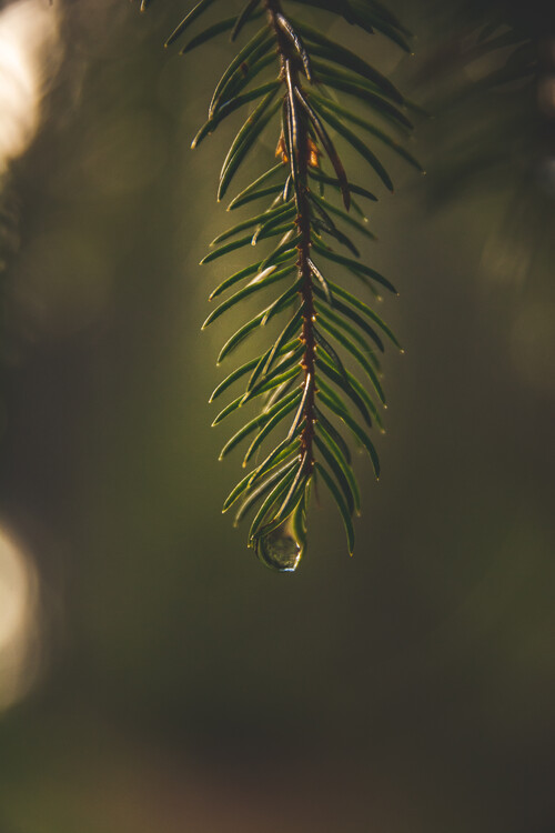 Плакат Morning drop coming down from a leaf