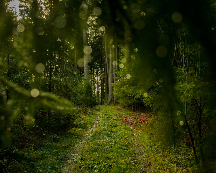 Плакат Road in the forest with morning drops