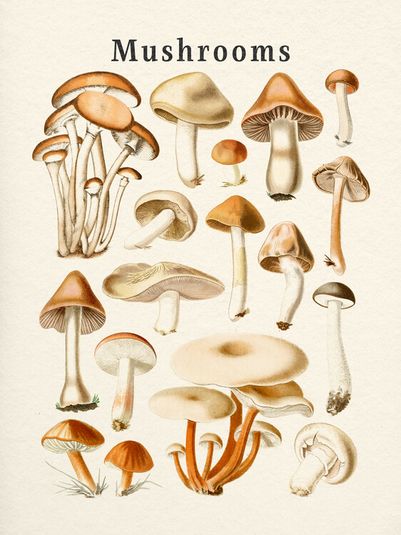 Poster Mushrooms Collection