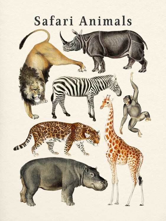 Poster Safari Animals Collection