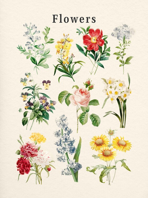 Poster Flowers Collection