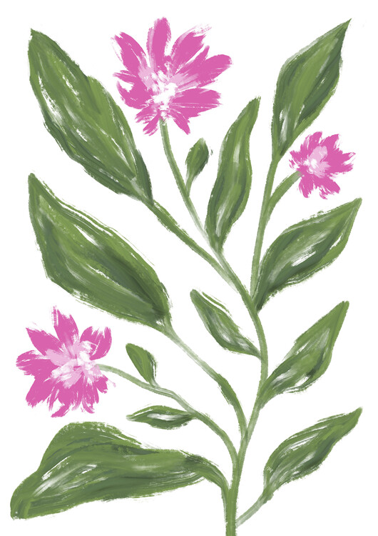 Плакат Pink Cornflower