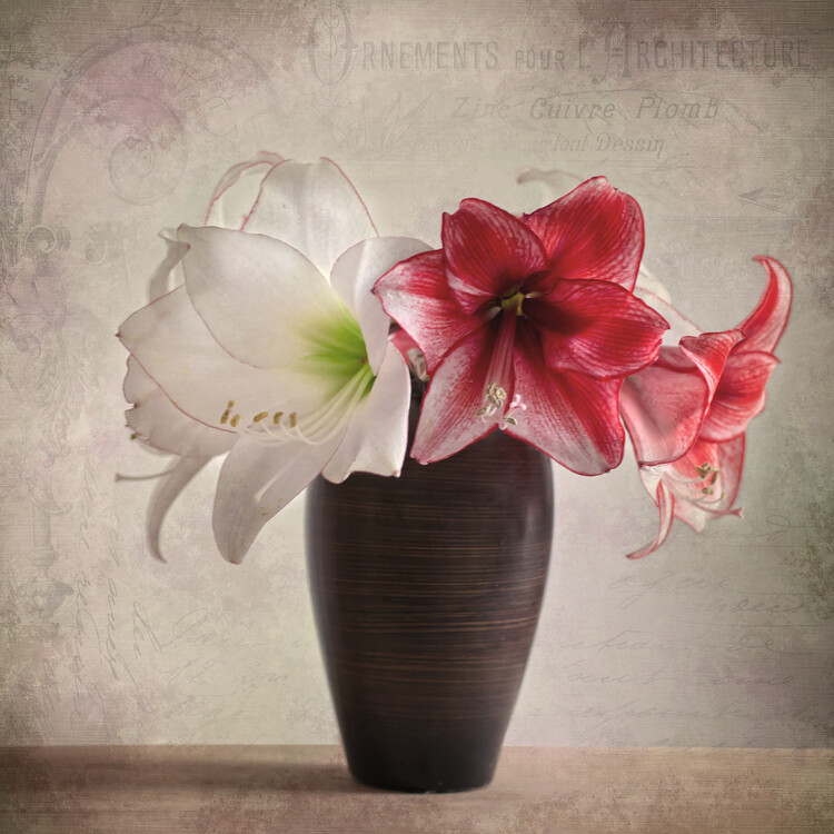 Poster Amaryllis Stillife