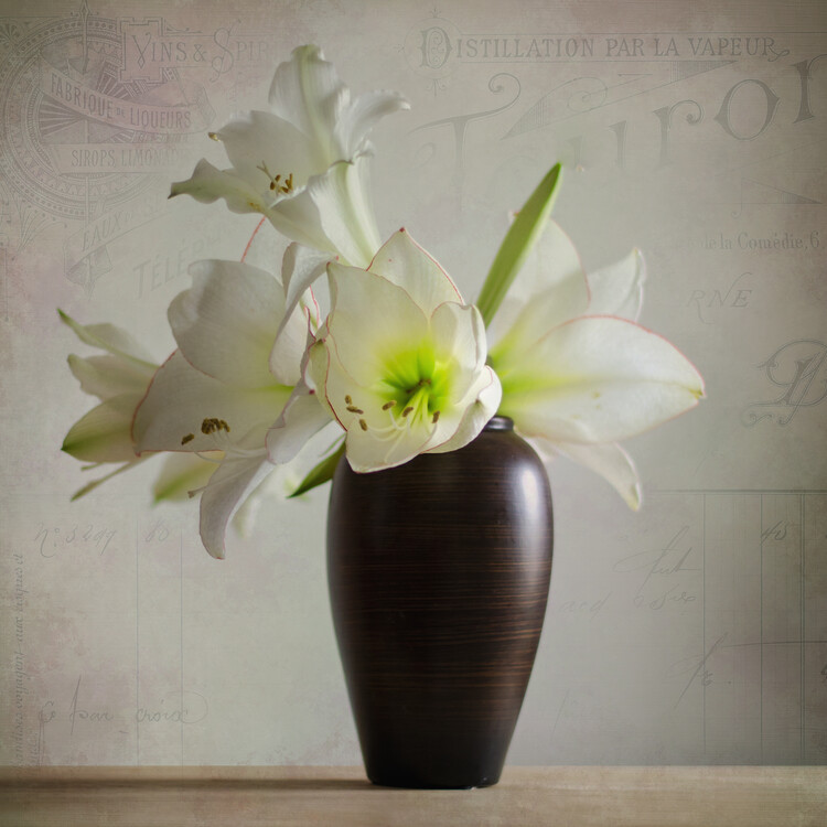 Poster Vintage Amaryllis