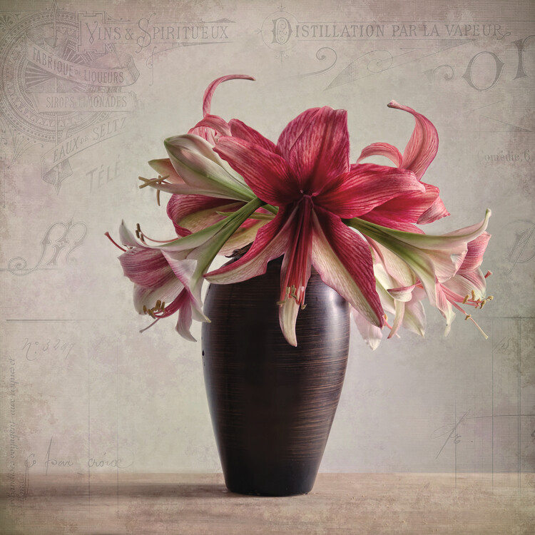 Poster Amaryllis Day