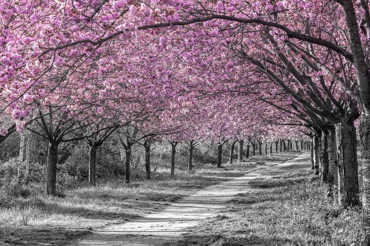 Plakat Charming cherry blossom alley in pink