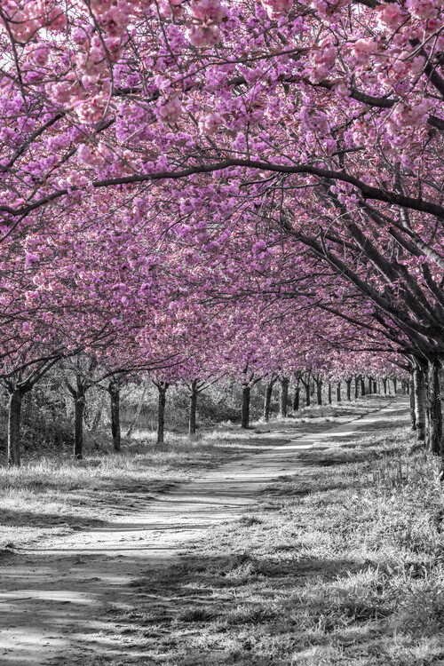 Plakat Gorgeous cherry blossom alley in pink