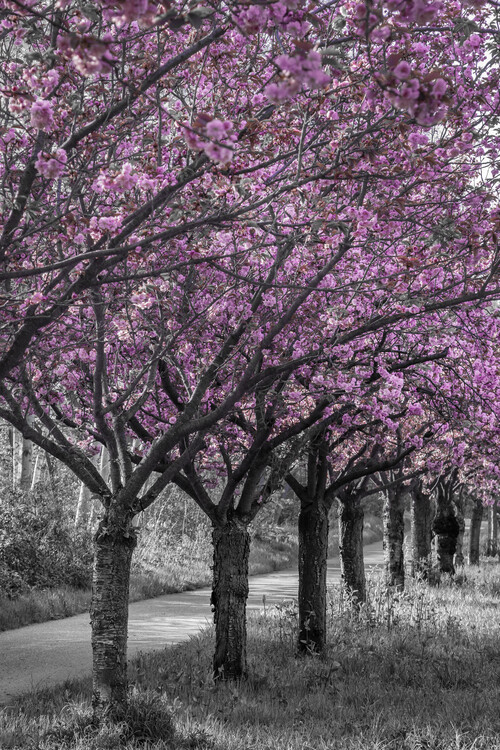 Plakat Lovely pink cherry blossom alley