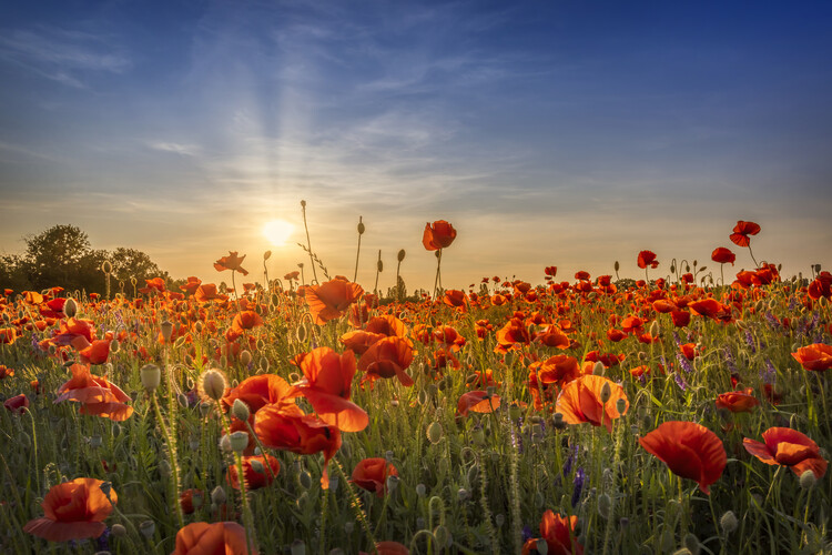 Plakat Poppy idyll in sunset
