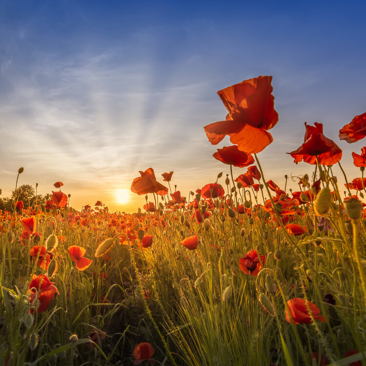 Plakat Idyllic sunset in a field of poppies