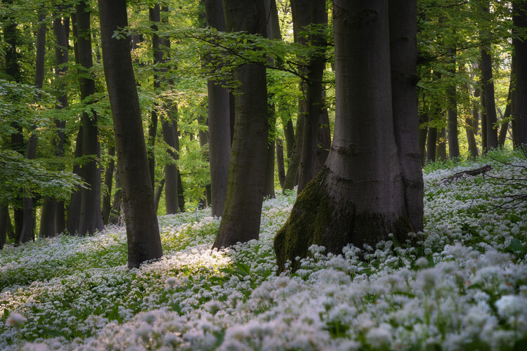 Poster A white blanket