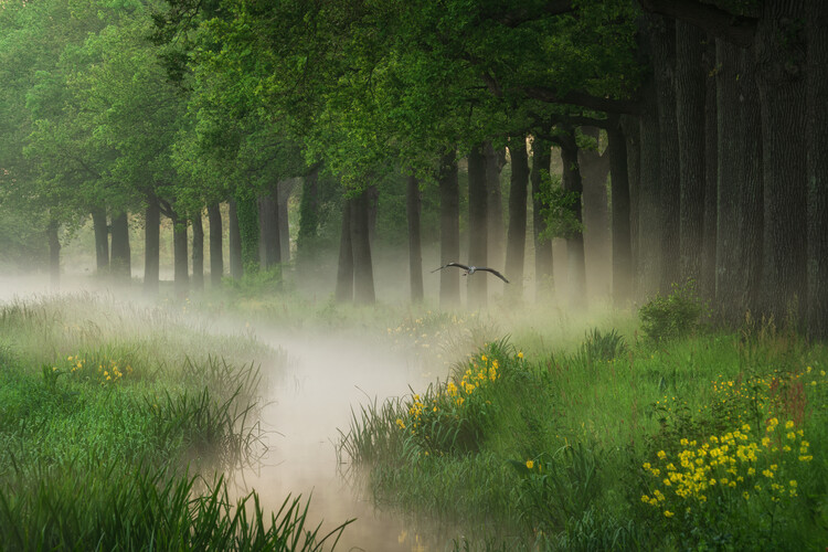 Poster Flying in paradise