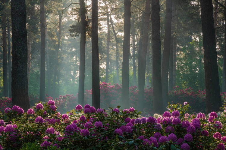 Poster The pink dream