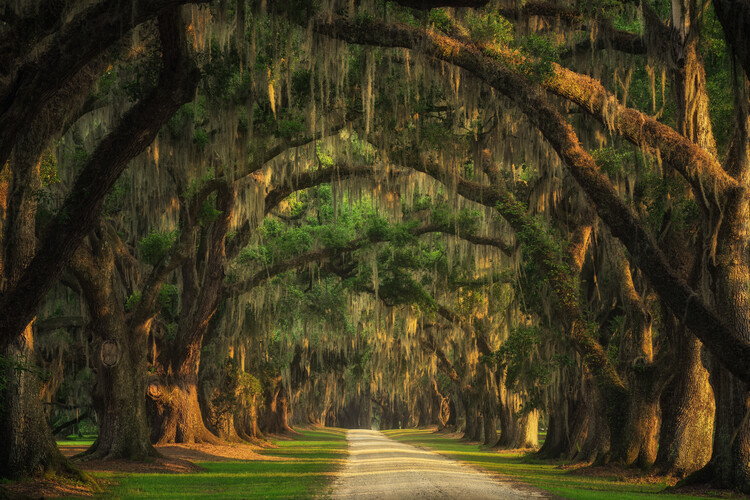 Poster Lowcountry tree tunnel