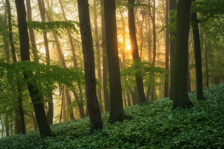Poster Wild garlic at sunrise